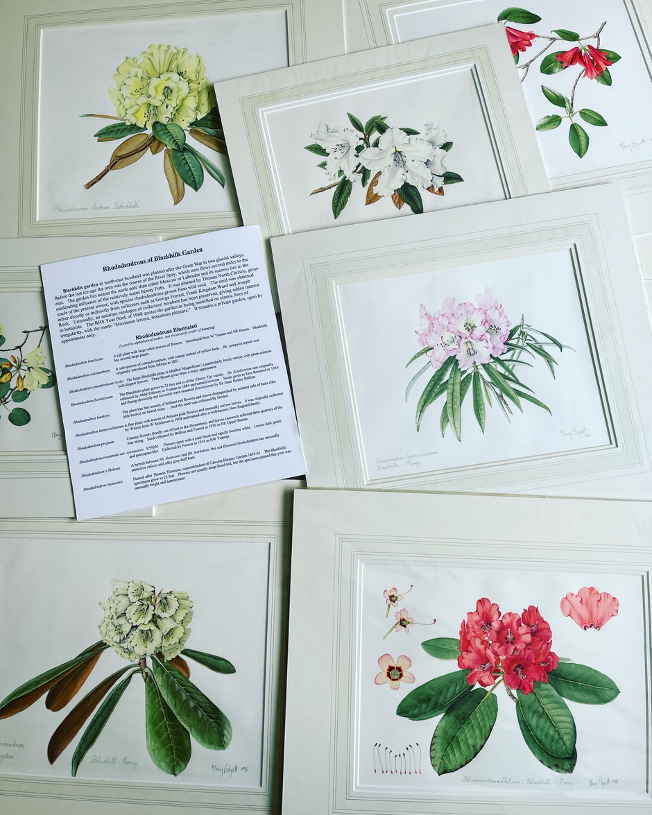 Rhododendrons of Blackhills, Moray